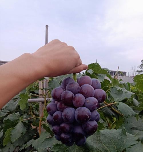 乒乓球葡萄种植技术的探索与应用（打造高产高质的乒乓球葡萄园）