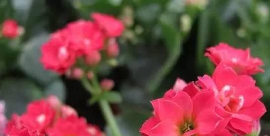 乒乓球花浇水的技巧和方法（打造美丽的乒乓球花园，从合理浇水开始）